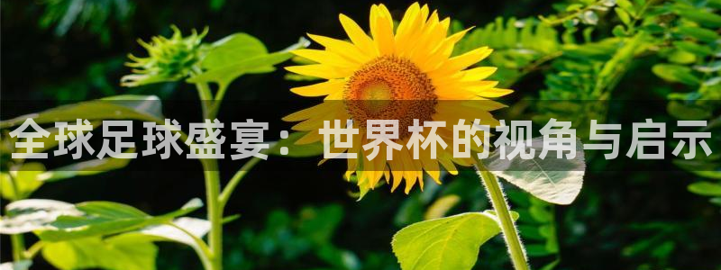 世界杯今年：全球足球盛宴：世界杯的视角与启示